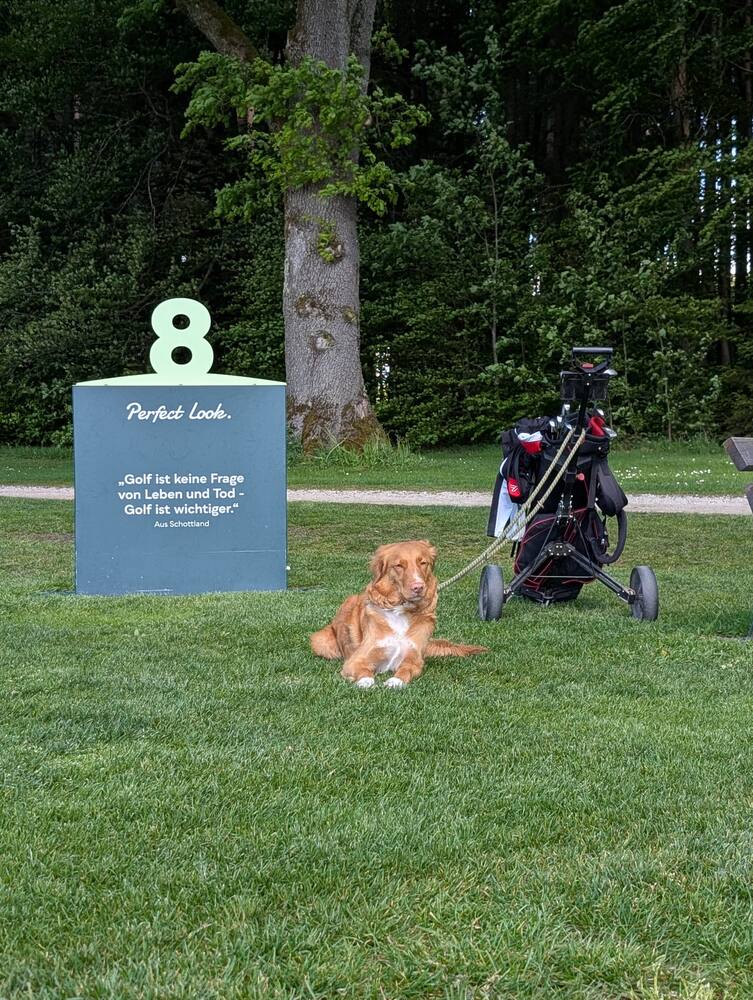A dog lying on the grass beside the tee marker for the eighth hole and a golf trolley