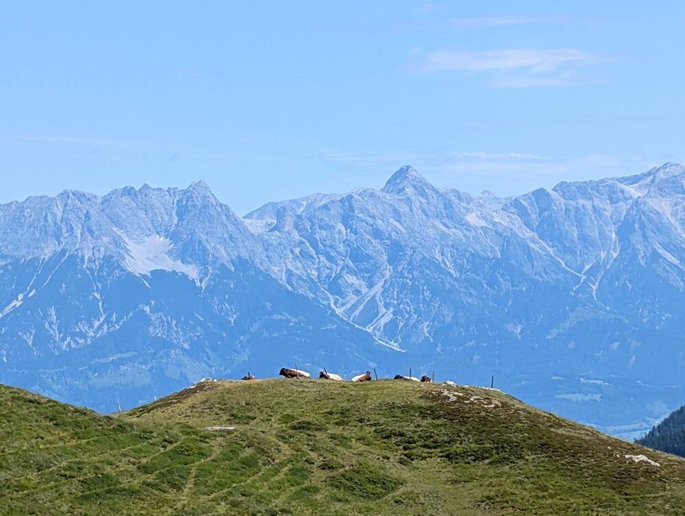 Cattle resting on a green ridge with a jagged limestone range behind